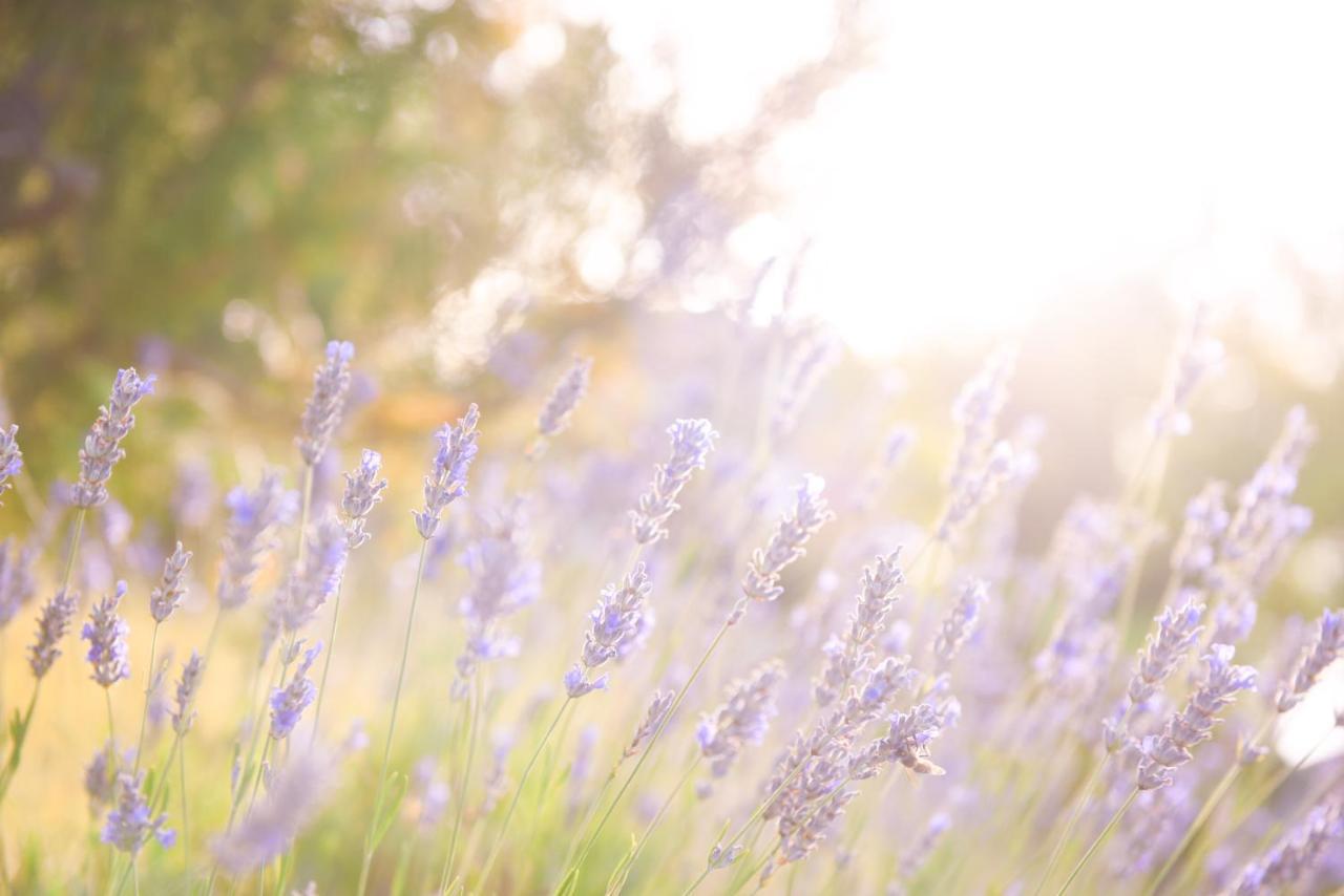 Lavanda Farm Apartmani غاكوفيتسا المظهر الخارجي الصورة
