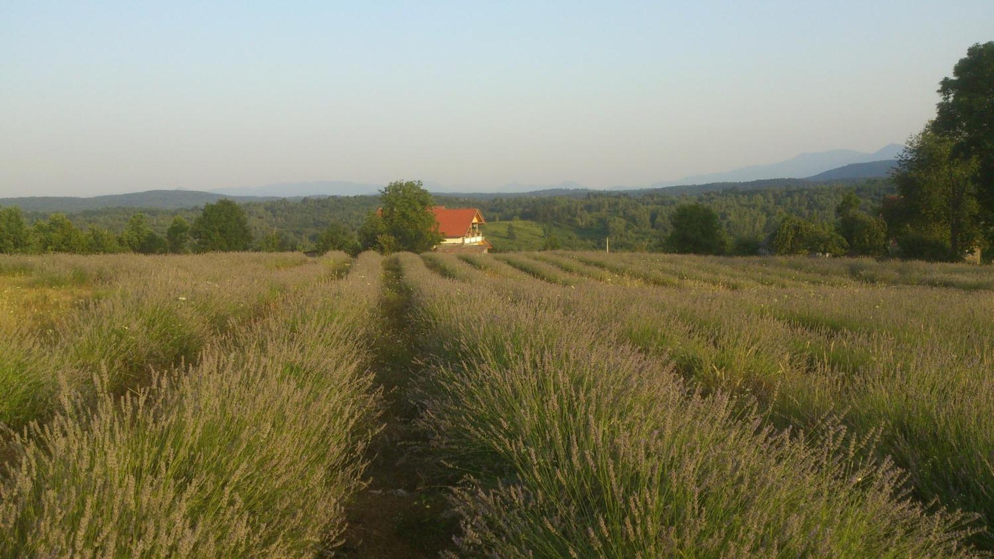 Lavanda Farm Apartmani غاكوفيتسا المظهر الخارجي الصورة