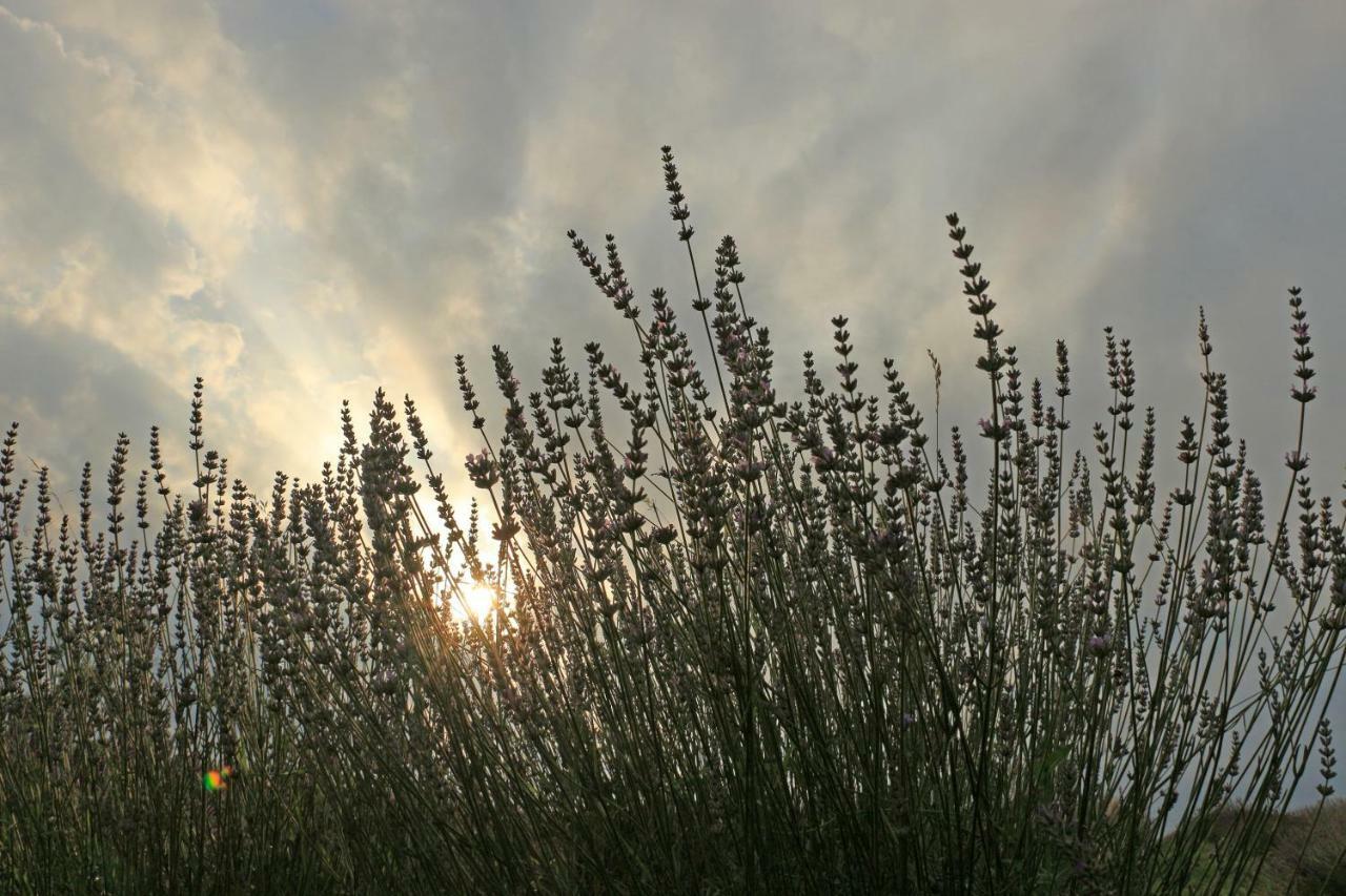 Lavanda Farm Apartmani غاكوفيتسا المظهر الخارجي الصورة