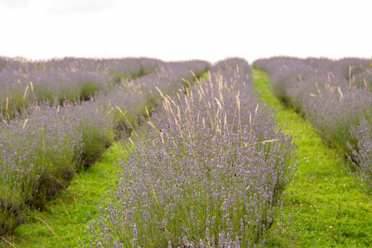 Lavanda Farm Apartmani غاكوفيتسا المظهر الخارجي الصورة