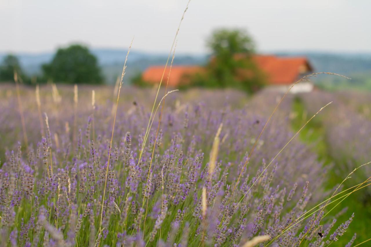 Lavanda Farm Apartmani غاكوفيتسا المظهر الخارجي الصورة